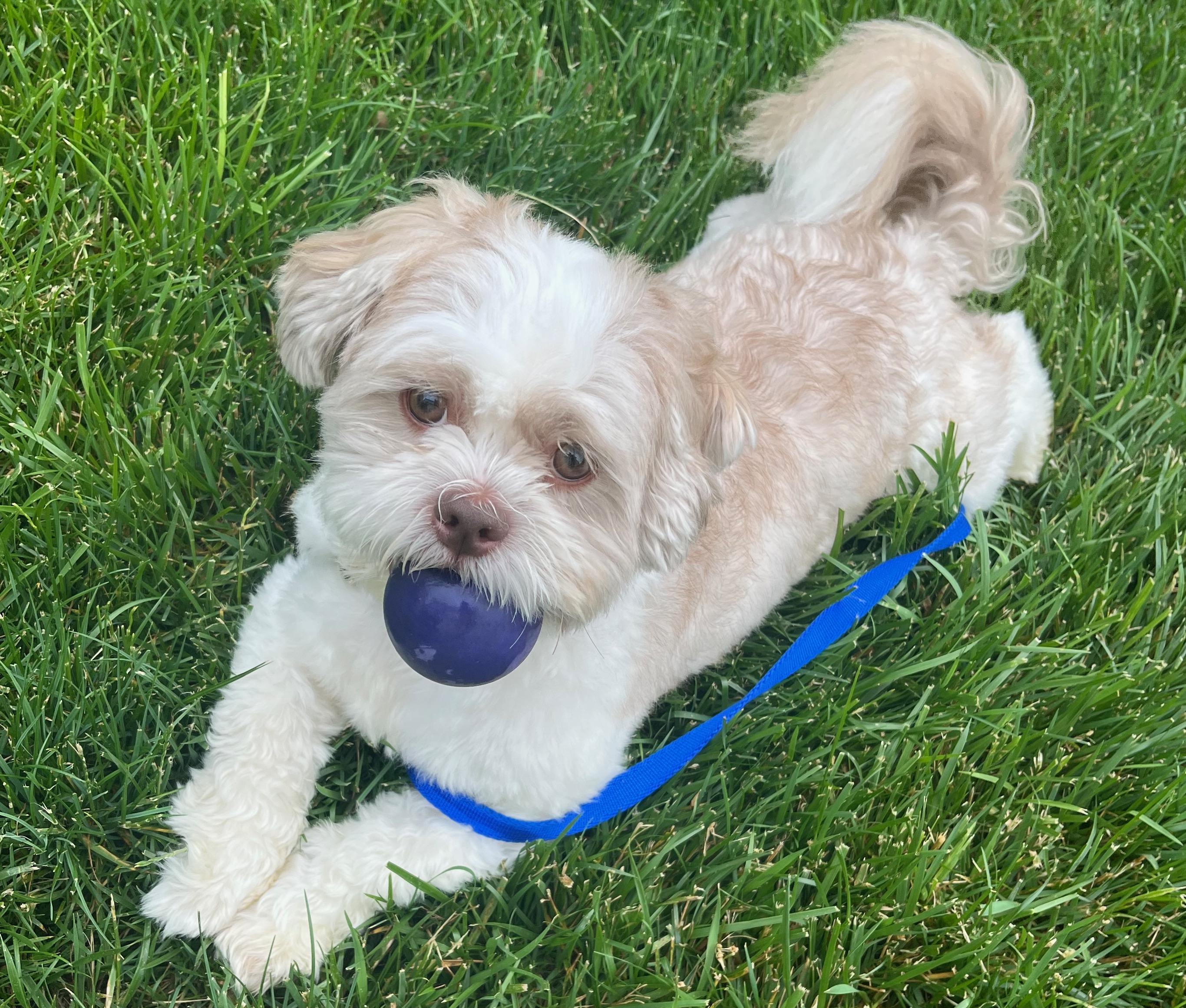 Dog playing with ball